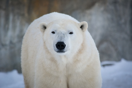 Polar Bears - Profile Pic - Storm.jpg (54 KB)